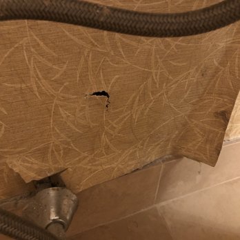 JW Marriott - Wall behind toilet - Hotels Near Me - Orlando, Florida