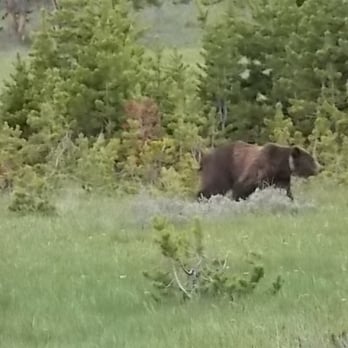 Hayden Valley - Grizzly! - Landmarks & Historical Buildings Near Me - Yellowstone, Wyoming