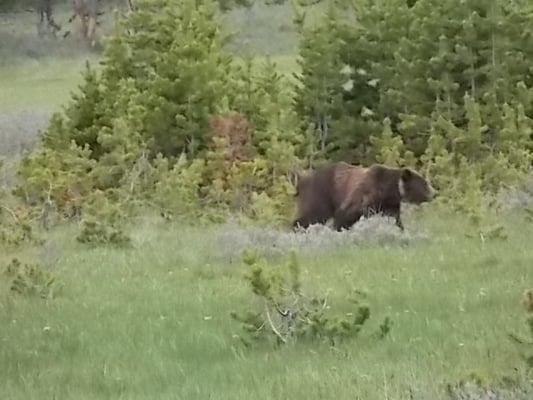 Hayden Valley by null