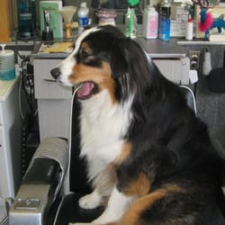 Davis Barber Shop - Even Halle the shop dog visits on occasion.