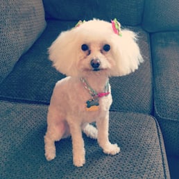 Rosie with her fresh new haircut. She always gets such cute bows too! Rosie with her fresh new haircut. She always gets such cute bows too!