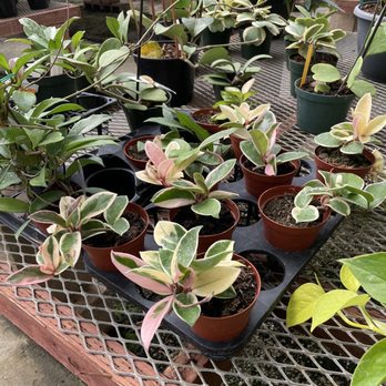 Poly Plant Shop - Nurseries & Gardening Near Me - San Luis Obispo, California Poly Plant Shop - Nurseries & Gardening Near Me - San Luis Obispo, California