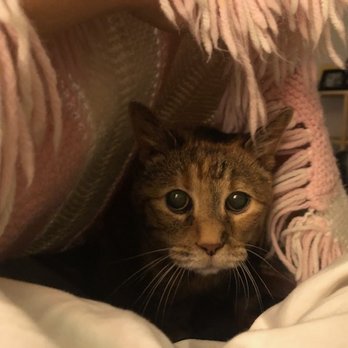Caring Pathways - Denver Metro - Our cat, Mica. - Veterinarians Near Me Caring Pathways - Denver Metro - Our cat, Mica. - Veterinarians Near Me