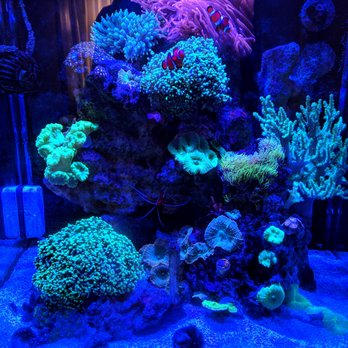 Aquariums Done Wright - Aquarium Services Near Me - Downers Grove, Illinois