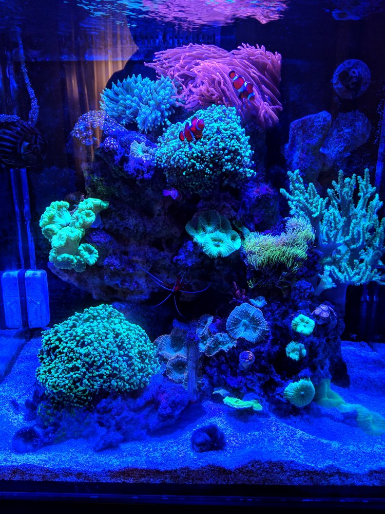 AQUARIUMS DONE WRIGHT 71 Photos 1525 Ogden Ave, Downers Grove, IL