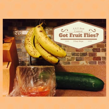 ANT Pest Control - A.N.T. Pest Control Fruit Fly Control - Pest Control Near Me - New Lenox, Illinois