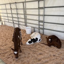 Clackamas County Event Center - County fair