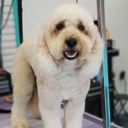 North Beach Pampered Pets - Rocky