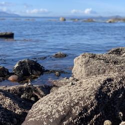 Portencross