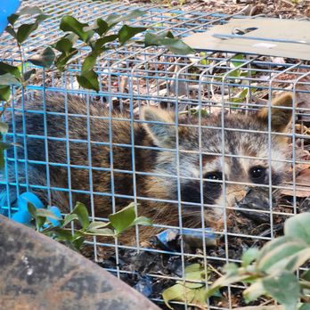 Alpha Pest Management - The intruded caught and waiting to be humanly released far from my home. - Pest Control Near Me Alpha Pest Management - The intruded caught and waiting to be humanly released far from my home. - Pest Control Near Me