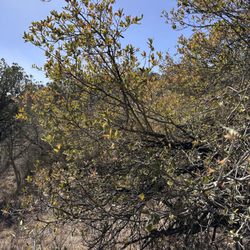 Davis Mountains Preserve - Davis Mountains Preserve 2.15.2025