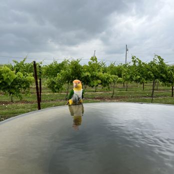 Rosini Vineyards - @pollothecaique checking out his reflection - Wine Tasting Room Near Me - Rockwall, Texas