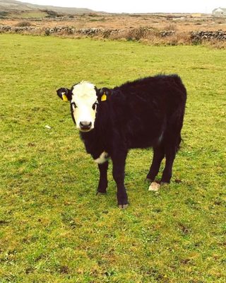 Dún Aonghasa by null