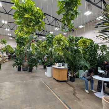 Selva Coffee House - The plants - Coffee Roasteries Near Me - San Diego, California