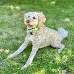 Groomingtales - The Ozzie doodle