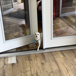 Marie Louise Cleaners - Princess the best greeter!