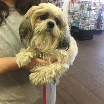 The Dog Zone - They did an AMAZING job on our Sadie. Before and After - Pet Groomers Near Me - Monrovia, California The Dog Zone - They did an AMAZING job on our Sadie. Before and After - Pet Groomers Near Me - Monrovia, California