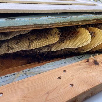 Katy Busy Bee - Honey combs behind siding - Pest Control Near Me - Katy, Texas