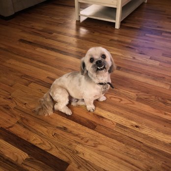 Shampooches pet spa - Pet Groomers Near Me Shampooches pet spa - Pet Groomers Near Me