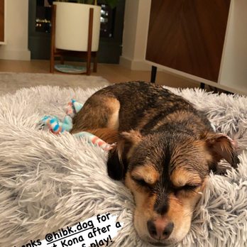 HI-BK Doggy Daycare - Pet Groomers Near Me - Brooklyn, New York HI-BK Doggy Daycare - Pet Groomers Near Me - Brooklyn, New York