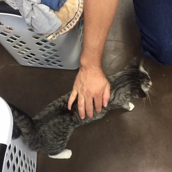 Wash Happenin - Resident cats - Laundry Services Near Me - Snyder, Texas