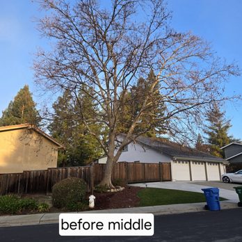 Arbor Vision - Tree Services Near Me - San Ramon, California