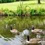 Photo of Morden hall park