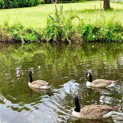 Morden hall park