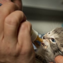 Berkeley Dog & Cat Hospital - Feeding a bottle baby