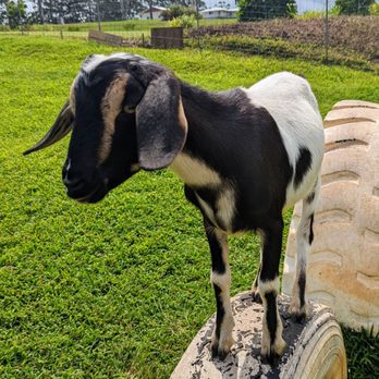 Honomu Goat Dairy - My new friend - Attraction Farms Near Me - Honomu, Hawaii Honomu Goat Dairy - My new friend - Attraction Farms Near Me - Honomu, Hawaii