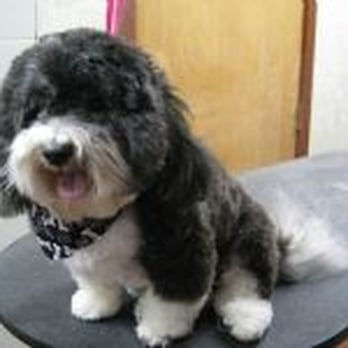 Gochenauer Pet Resort - Pet Sitting Near Me - Lititz, Pennsylvania Gochenauer Pet Resort - Pet Sitting Near Me - Lititz, Pennsylvania