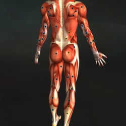 Precision Therapeutic Massage - The Triggerpoints and musculature of the posterior body