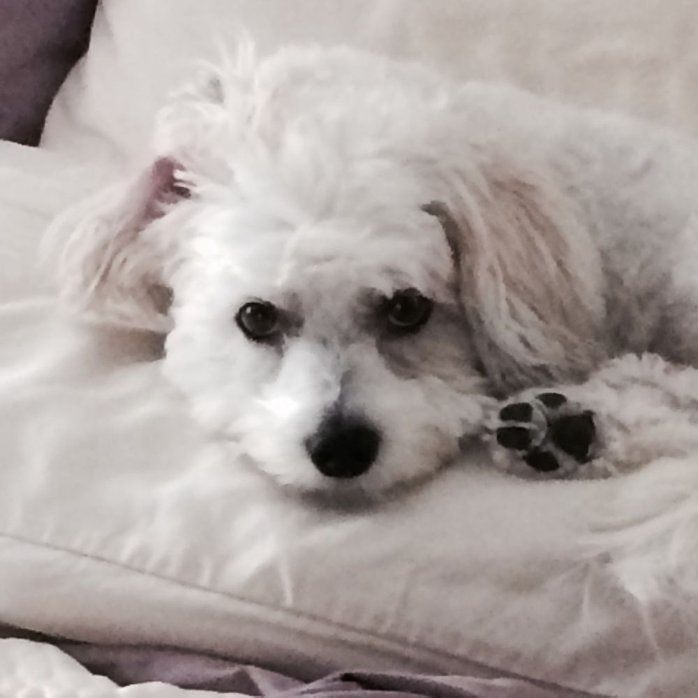 NEW SHACKLE ISLAND VETERINARY HOSPITAL 29 Reviews 538 New Shackle