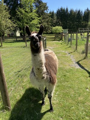 Vashon Llamas by null