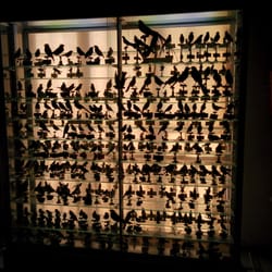 Musée d'Histoire Naturelle - Les oiseaux !!!