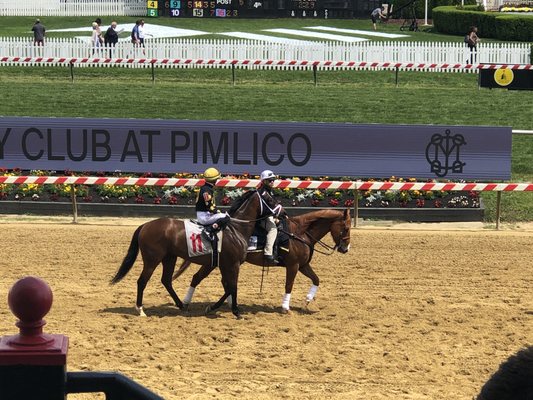 Pimlico Race Course by null