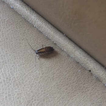 Berkeley Oceanfront Hotel - Not the first roach we found - Hotels Near Me - Asbury Park, New Jersey Berkeley Oceanfront Hotel - Not the first roach we found - Hotels Near Me - Asbury Park, New Jersey