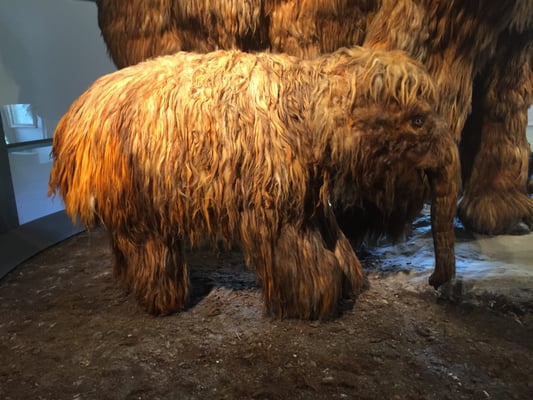 Civic Museum of Natural Sciences in Bergamo by null