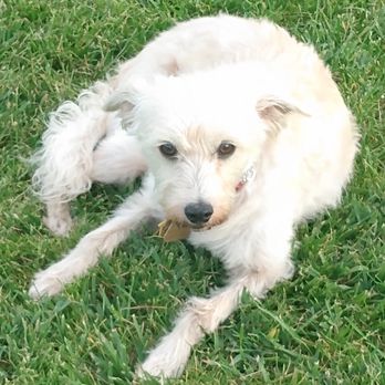 Oakdale Dog Park - Blanca - Rest in peace my baby girl 3 Love you with all my heart. - Dog Parks Near Me - Oakdale, California Oakdale Dog Park - Blanca - Rest in peace my baby girl 3 Love you with all my heart. - Dog Parks Near Me - Oakdale, California