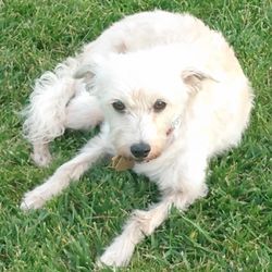 Oakdale Dog Park - Blanca - Rest in peace my baby girl 3 Love you with all my heart.