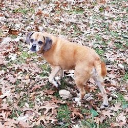 Minnesota Valley State Recreation Area - Ferocious Puggle alert.