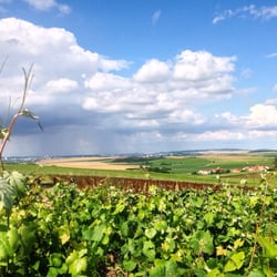 Les vignes à perte de vue derrière la roulotte