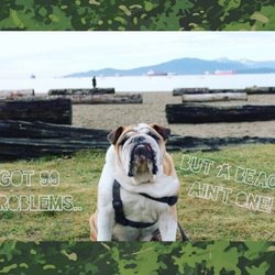 Walk N Roll - They always send cute pics of your pup!!! He's looks upset but deep down he's extremely happy to be outside lol