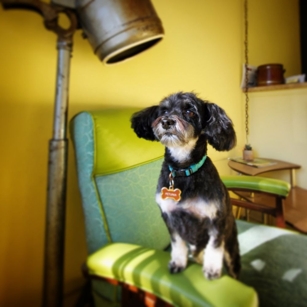 RIAN’S PET STYLING Updated September 2024 13 Photos 6596 S Broadway, Centennial, Colorado