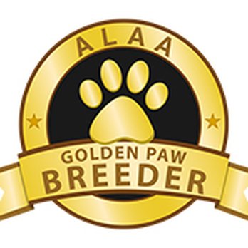 EllsWORTH Labradoodles - We raise multi-generational Australian Labradoodle puppies and are Gold and Silver Paw members of the ALAA! Give us a call today! - Pet Breeders Near Me EllsWORTH Labradoodles - We raise multi-generational Australian Labradoodle puppies and are Gold and Silver Paw members of the ALAA! Give us a call today! - Pet Breeders Near Me