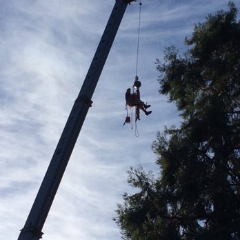 Bellizzi Tree Service - Chris Bellizzi riding a crane 200 feet into back yard in San Jose to remove large oak tree - Tree Services Near Me Bellizzi Tree Service - Chris Bellizzi riding a crane 200 feet into back yard in San Jose to remove large oak tree - Tree Services Near Me