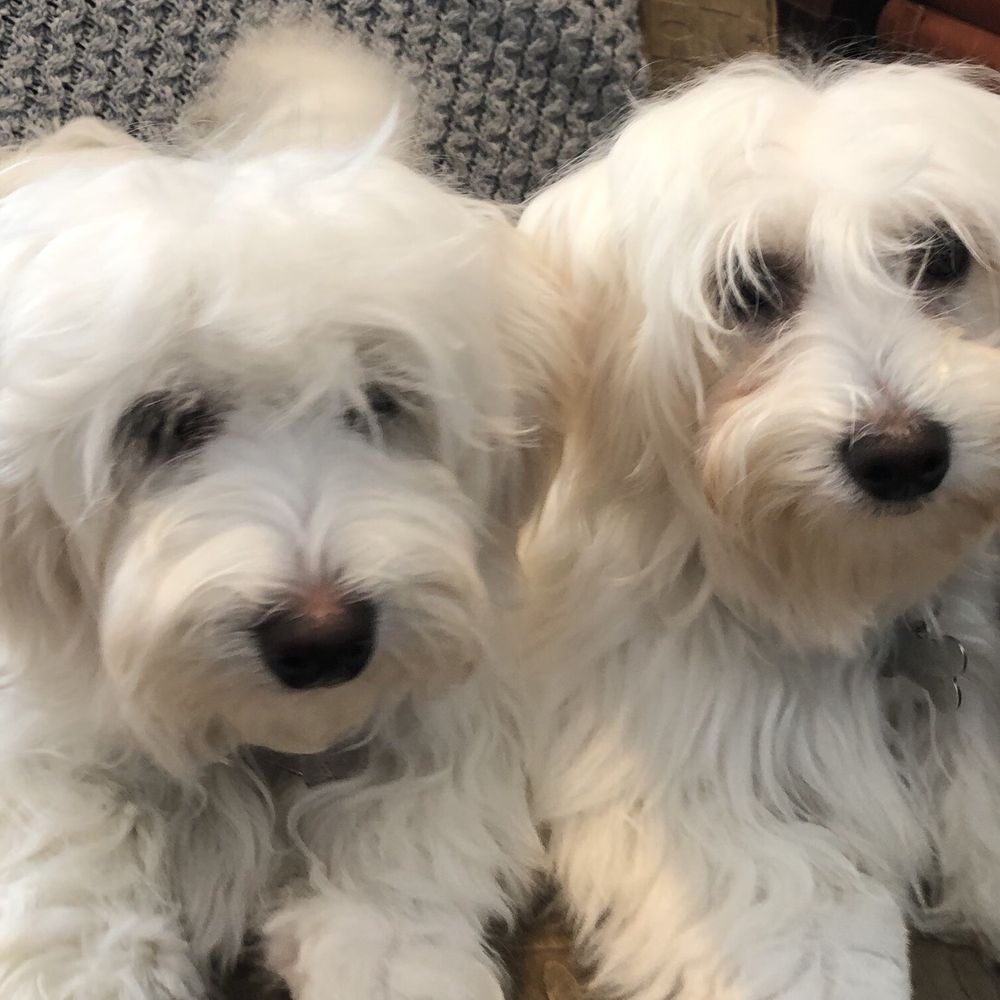 Pet Stop - Beautiful blow outs - Pet Sitting Near Me Pet Stop - Beautiful blow outs - Pet Sitting Near Me