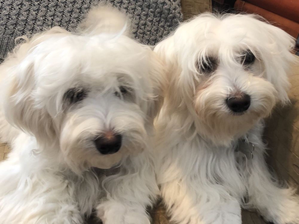 PET STOP Updated August 2024 Lemont, Pennsylvania Pet Sitting