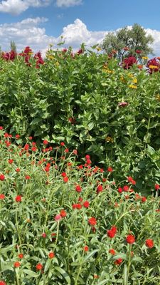 Garden Sweet by null