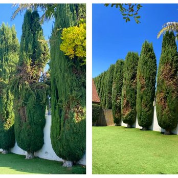 Sal's Tree Care - Before and after on a row of Cypress trees - Tree Services Near Me Sal's Tree Care - Before and after on a row of Cypress trees - Tree Services Near Me